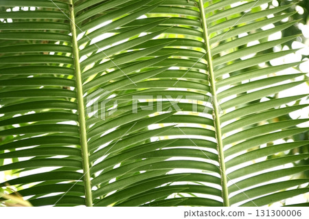 Green palm tree leaves background texture Green palm tree leaves background texture 131300006