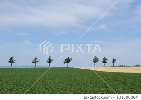 Memanbetsu Fairy Tale Hill Fairy Tale Hill Hilly Area Memanbetsu Fairy Tale Hill Fairy Tale Hill Hilly Area 131300064