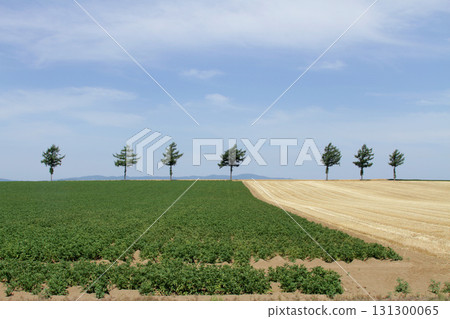 女滿別童話之丘 童話之丘丘陵地帶 131300065