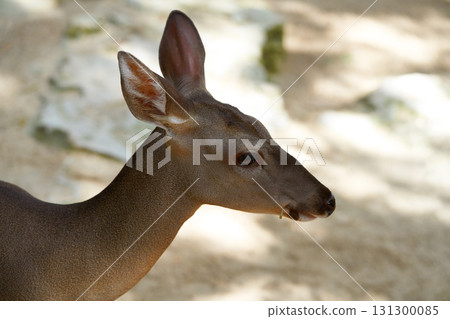 Venado deer in Riviera Maya Mexico 131300085