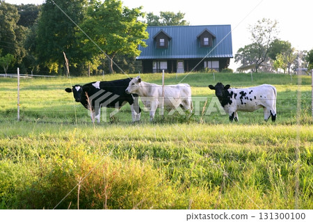 Cow cattle on american green grass 131300100