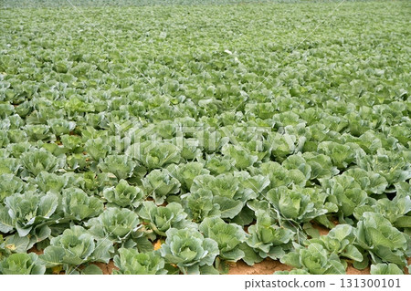 Cabbage fields, rows of vegetable food Cabbage fields, rows of vegetable food 131300101