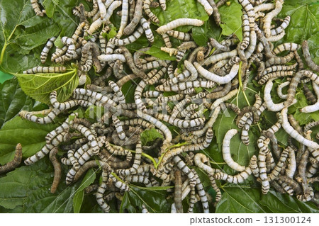 silkworms eating mulberry leaf closeup 131300124