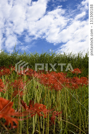 秋日的天空和紅花 131300188