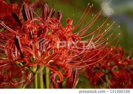 紅蜘蛛百合 131300189