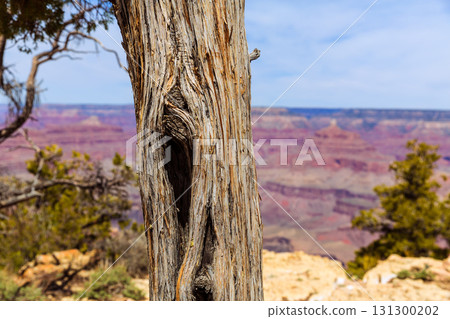 Arizona Grand Canyon Juniper tree trunk texture 131300202