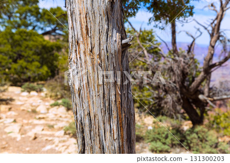 Arizona Grand Canyon Juniper tree trunk texture 131300203