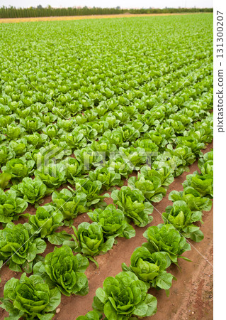 cabbage field lines in a row in Valencia Spain cabbage field lines in a row in Valencia Spain 131300207