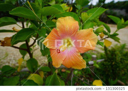 Okinawa Prefecture, Ishigaki Island, Plants Okinawa Prefecture, Ishigaki Island, Plants 131300325