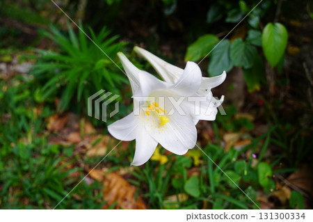 Okinawa Prefecture, Ishigaki Island, Plants Okinawa Prefecture, Ishigaki Island, Plants 131300334