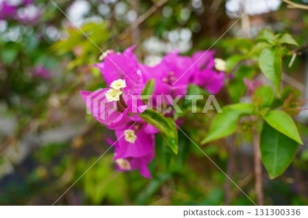 沖繩縣、石垣島、植物 131300336