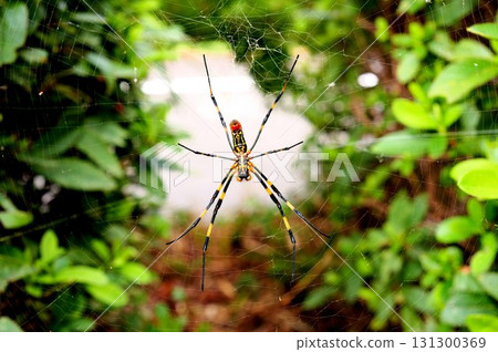 Jolo spider Jolo spider 131300369