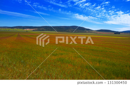 Spring meadow Camino Santiago Levante Spring meadow Camino Santiago Levante 131300450