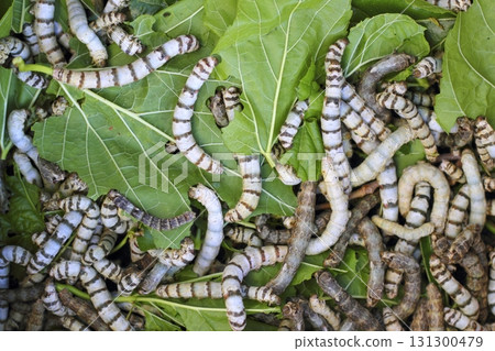 many silkworms texture eating mulberry leaves many silkworms texture eating mulberry leaves 131300479