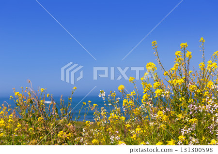California Pigeon point spring flowers in Cabrillo Hwy coastal hwy 1 131300598