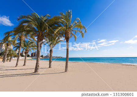 Alicante San Juan beach of La Albufereta with palms trees 131300601