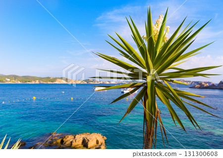 Majorca Cala Fornells beach Paguera Peguera Majorca Cala Fornells beach Paguera Peguera 131300608