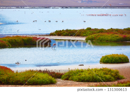 Las Salinas Cabo de Gata Almeria flamingos Spain 131300613