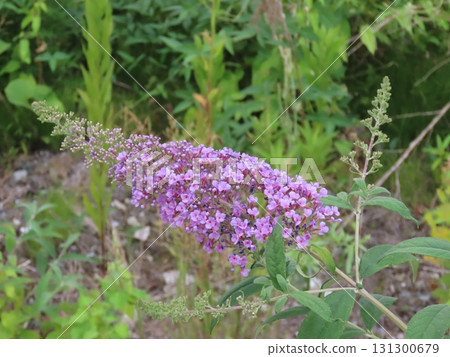 Purple Buddleja flower spike in bloom Purple Buddleja flower spike in bloom 131300679