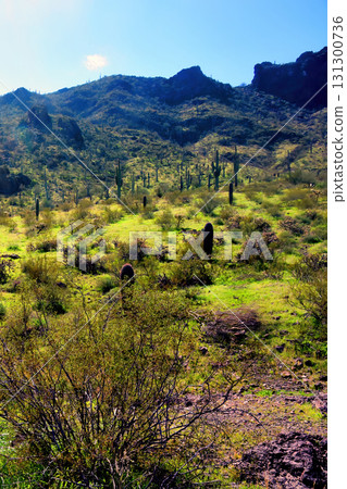Sonoran Desert Arizona Picacho Peak State Park 131300736