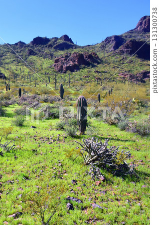 Sonoran Desert Arizona Picacho Peak State Park 131300738