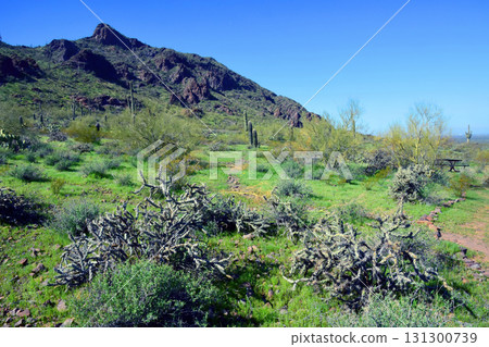 Sonoran Desert Arizona Picacho Peak State Park Sonoran Desert Arizona Picacho Peak State Park 131300739