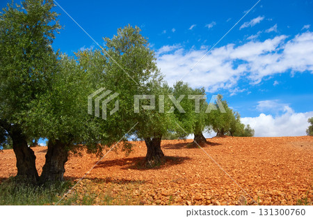 Castile La Mancha olive trees in Cuenca 131300760