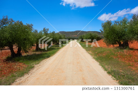 Castile La Mancha olive trees in Cuenca 131300761