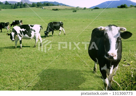 Cows on the meadow fresian cattle 131300773