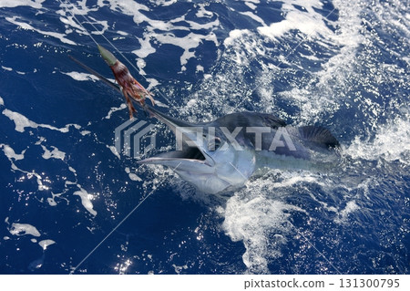 Beautiful white marlin real billfish sport fishing Beautiful white marlin real billfish sport fishing 131300795