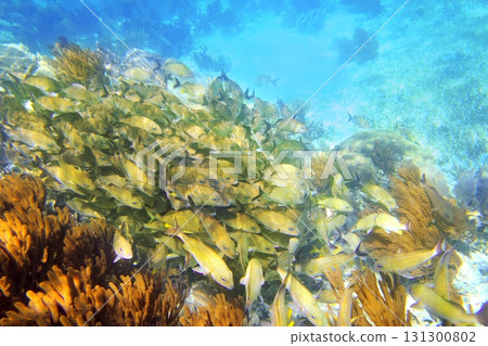 Caribbean reef Grunt fish school Mayan Riviera 131300802