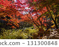 Autumn foliage scenery at Kitano Tenmangu Shrine Momijien 131300848