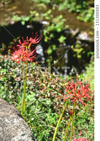 Higanki flowers and canals Higanki flowers and canals 131300883