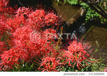 Higanki flowers and canals Higanki flowers and canals 131300894