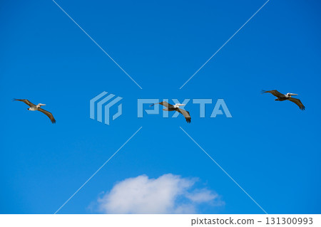 Caribbean pelicans flying in a row 131300993