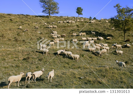 flock of sheep in mountain side in a sunny day flock of sheep in mountain side in a sunny day 131301013