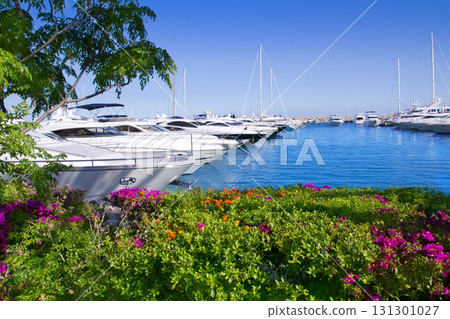 Calvia Puerto Portals Nous bougainvilleas garden in Mallorca Calvia Puerto Portals Nous bougainvilleas garden in Mallorca 131301027