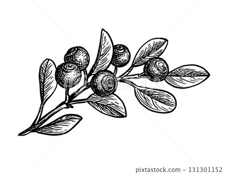 Blueberry branch ink sketch. 131301152