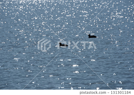 Lake Yogo, Shiga Prefecture Lake Yogo, Shiga Prefecture 131301184