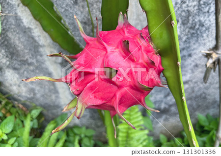A close-up of a dragonfruit on a branch, a healthy dietary fruit A close-up of a dragonfruit on a branch, a healthy dietary fruit 131301336