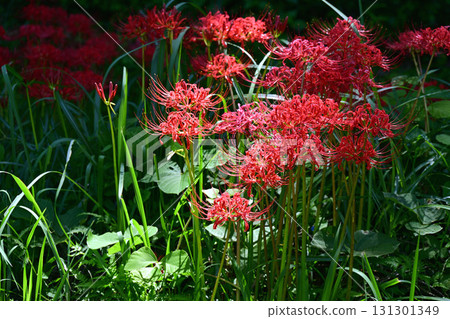 群集孤挺花 131301349