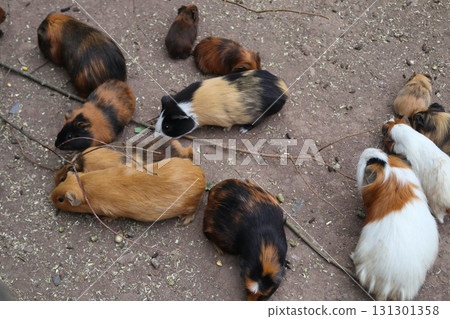 Guinea pigs (Caviidae) Guinea pigs (Caviidae) 131301358