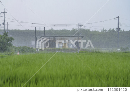雨中的稻田,稻穗在風中搖曳 雨中的稻田,稻穗在風中搖曳 131301420