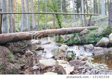 in the forest 131301538