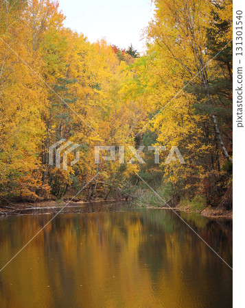 in the forest 131301540