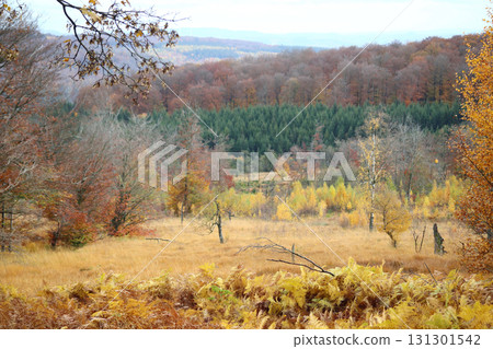 in the forest in the forest 131301542