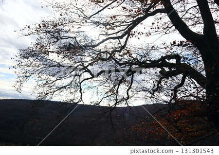 in the forest 131301543