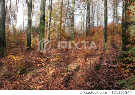 in the forest 131301544