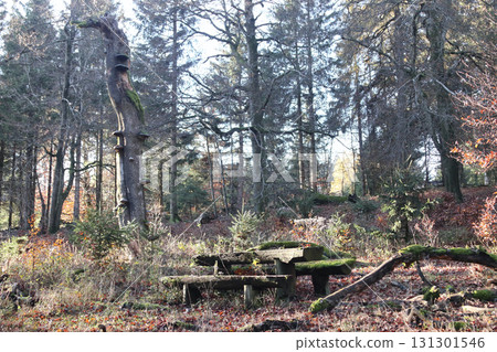 in the forest 131301546