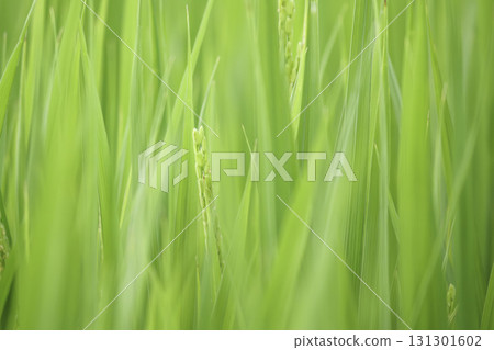 Rice ears growing in a green rice field 131301602